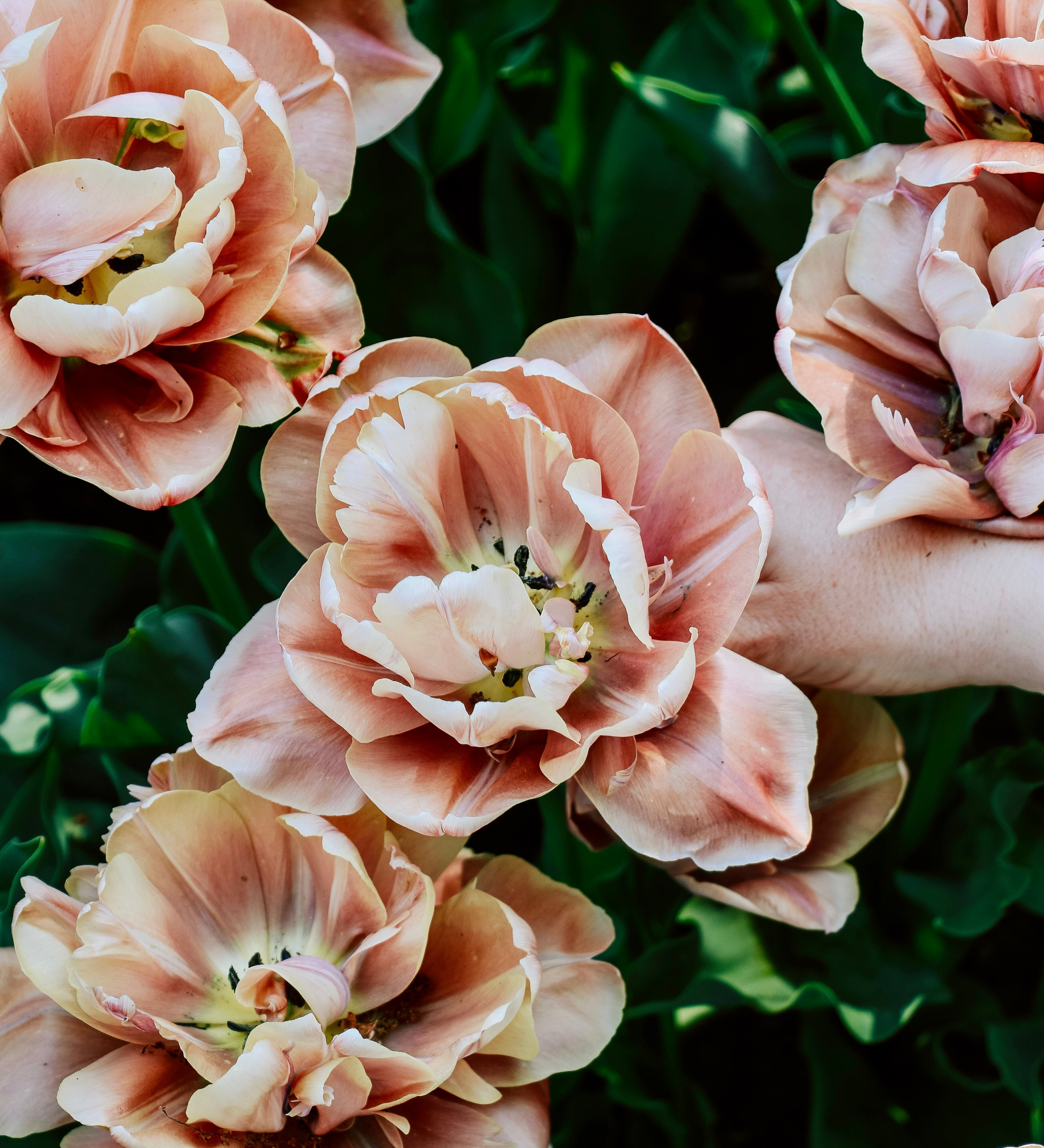 Tulp 'La Belle Epoque'-Angelo