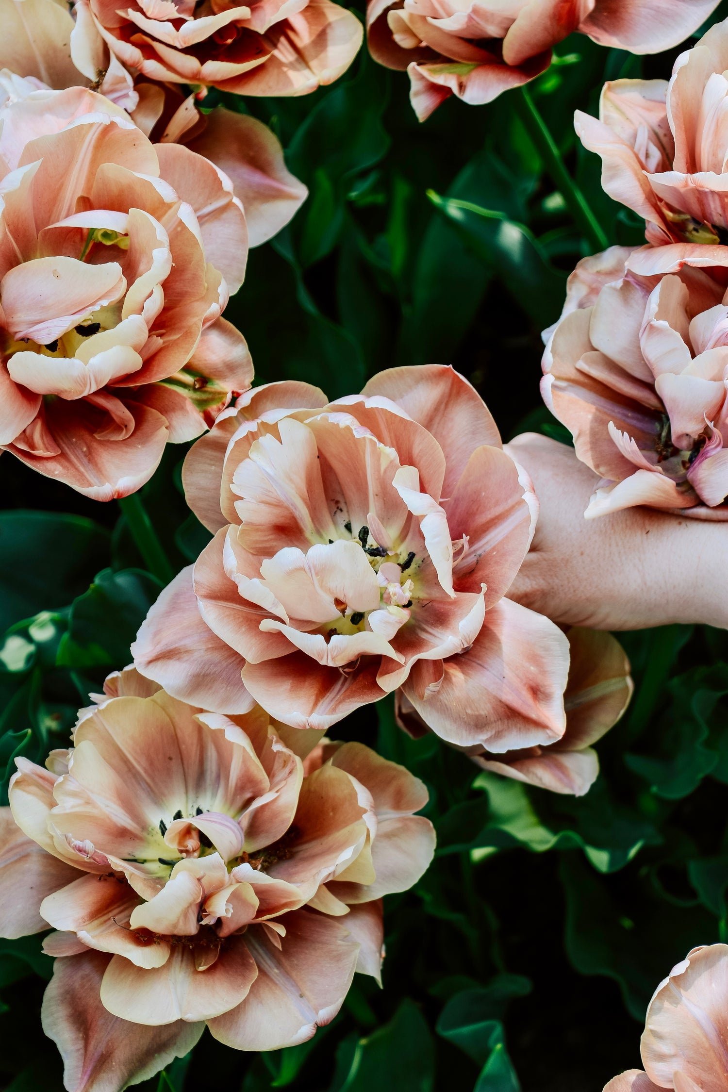 Tulp &