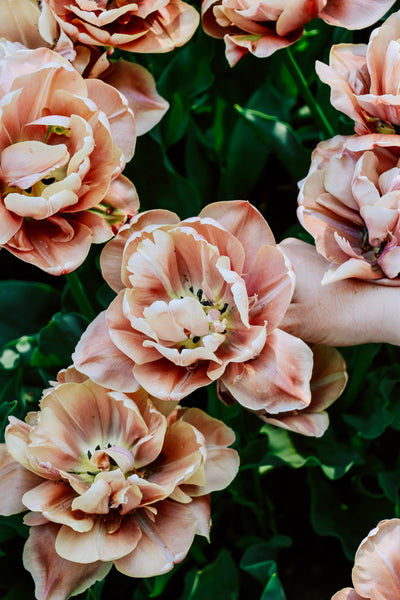 Tulp 'La Belle Epoque'