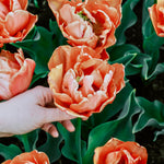 Tulp 'Lorenzo'-Angelo