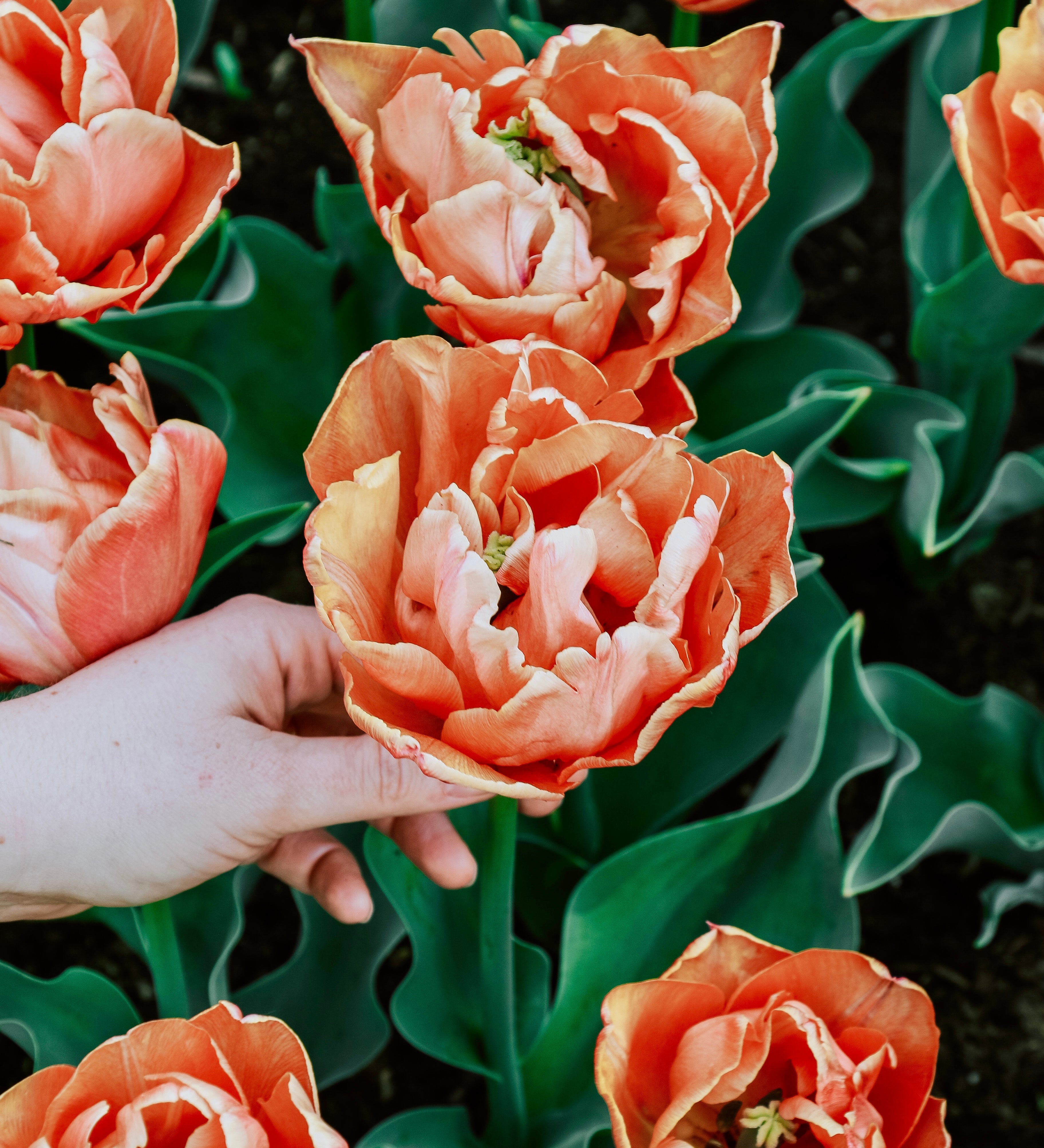 Tulp 'Lorenzo'-Angelo