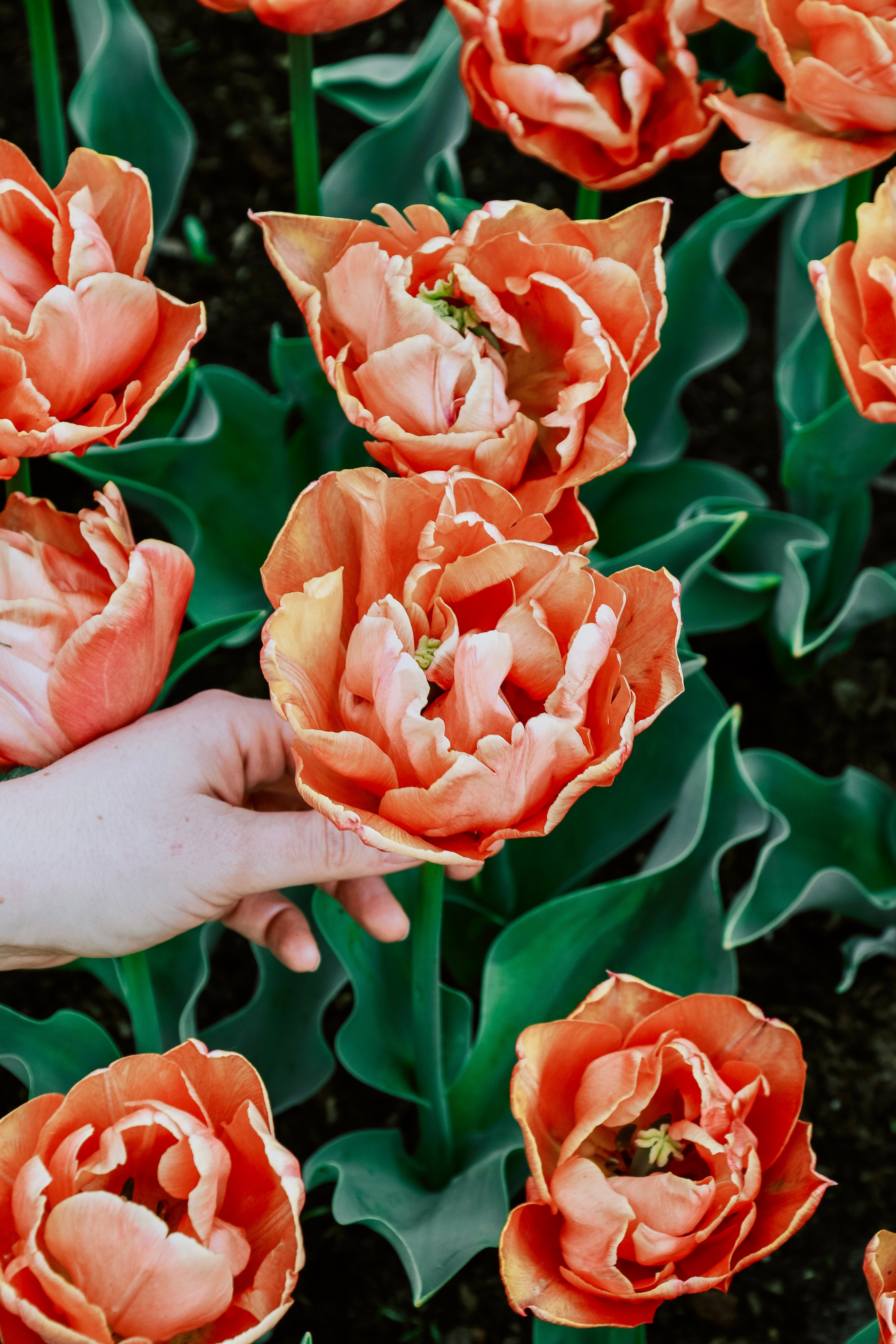 Tulp 'Lorenzo'-Angelo