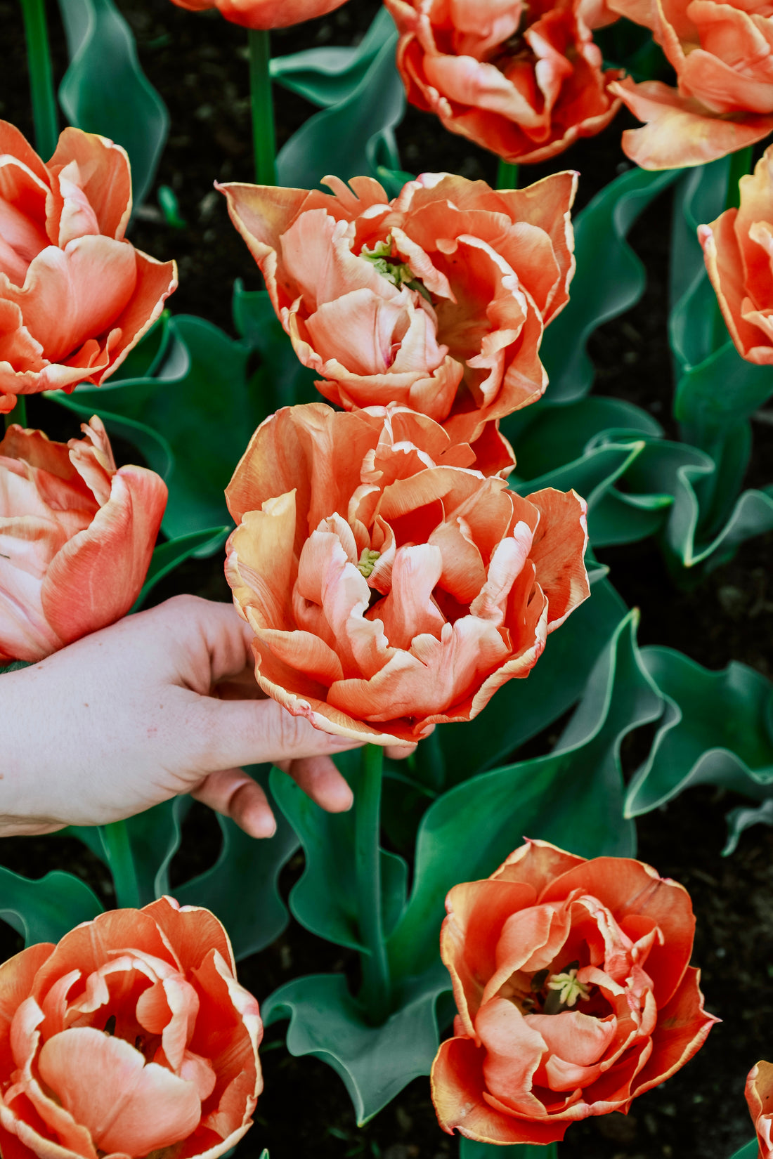 Tulp &