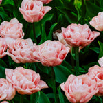 Tulp 'Mariage'-Angelo
