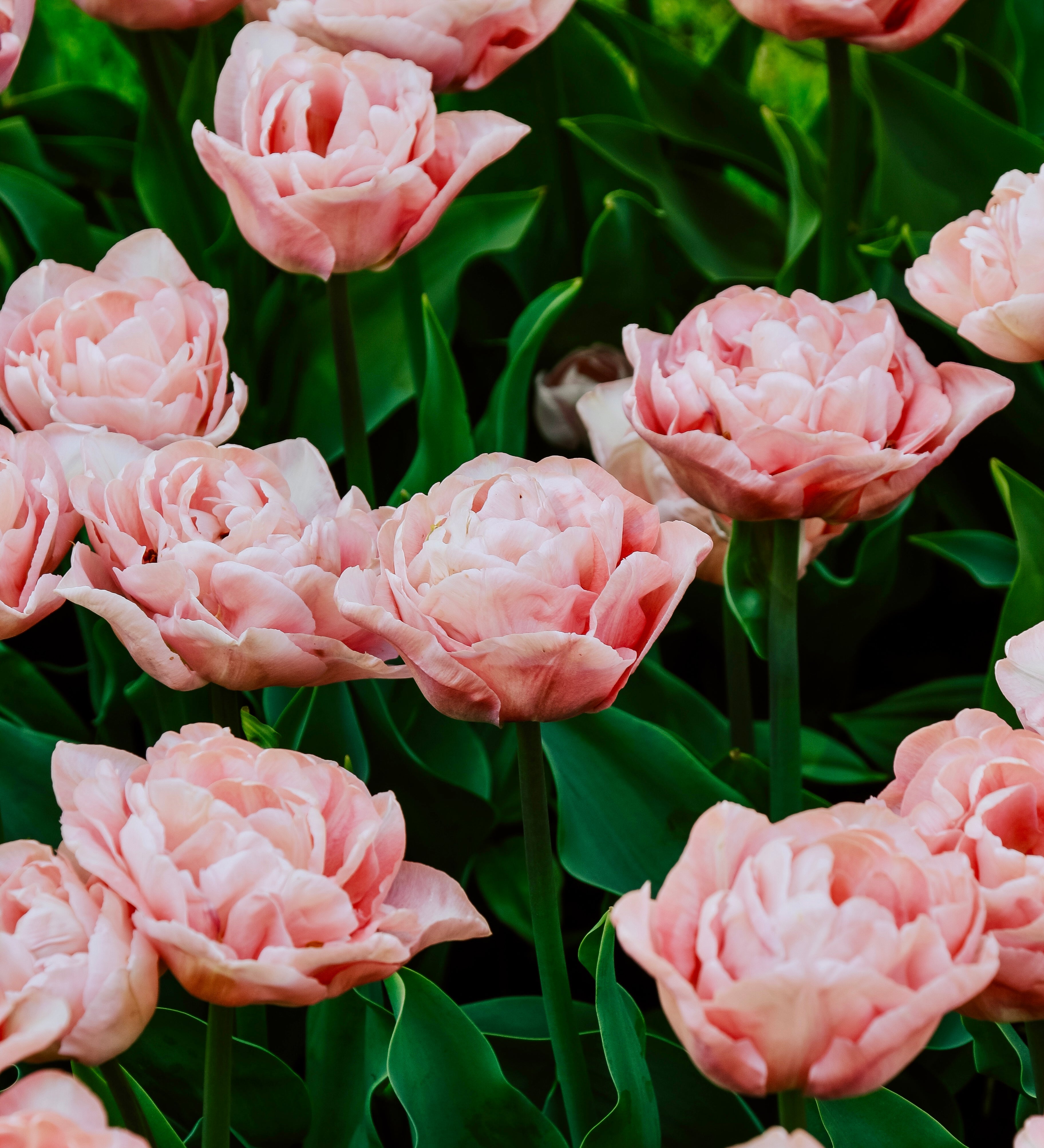 Tulp 'Mariage'-Angelo