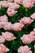 Tulp &