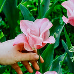 Tulp 'Miss Elegance'-Angelo