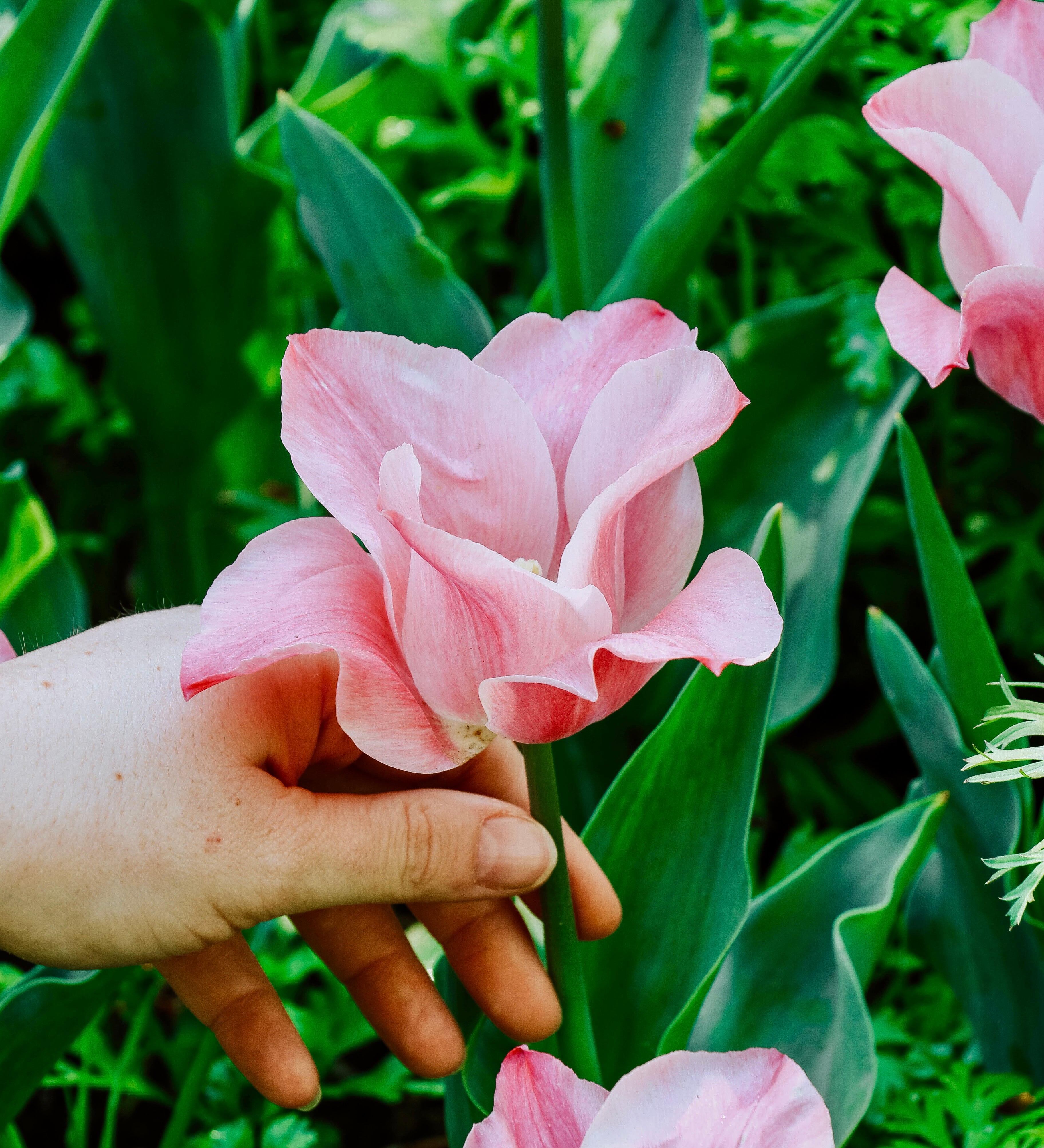 Tulp 'Miss Elegance'-Angelo