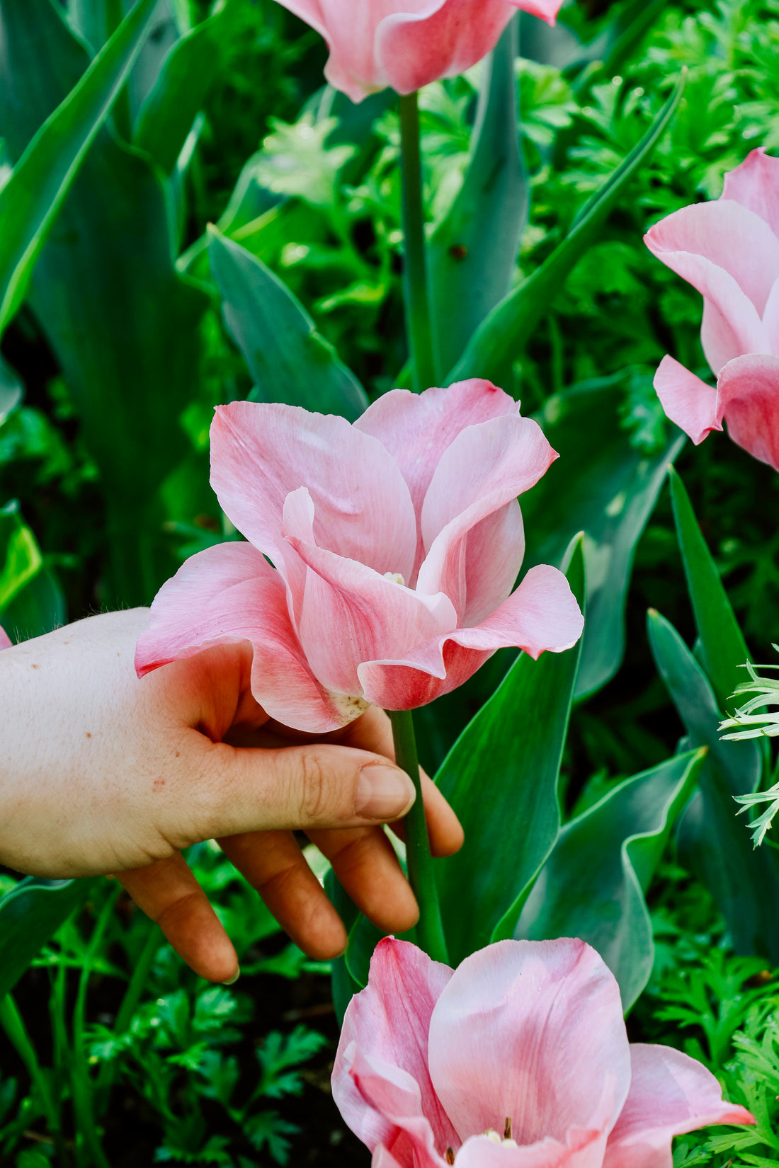 Tulp &