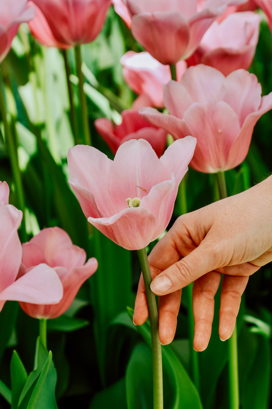 Tulp &