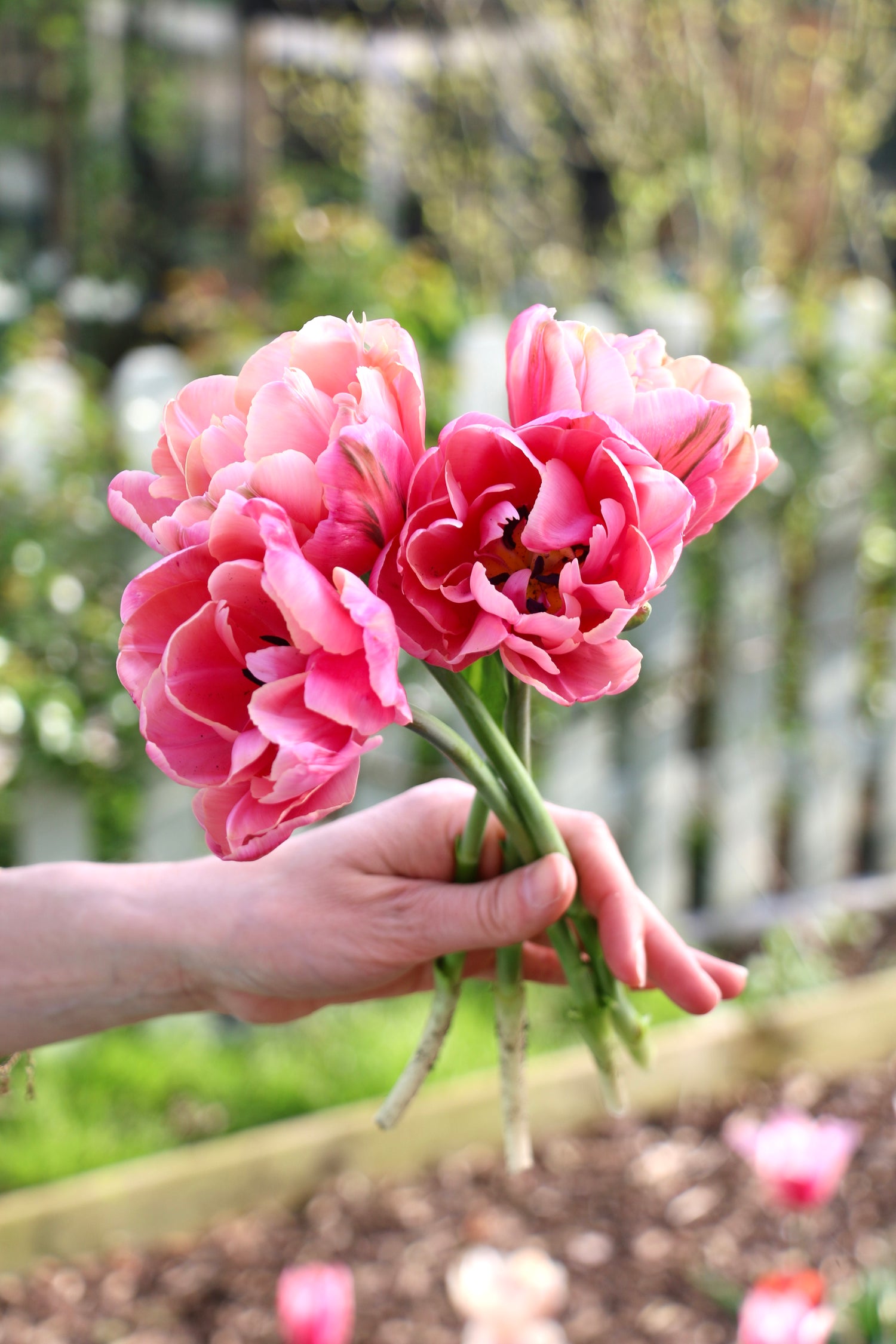 Tulip &