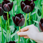 Tulp 'Queen of Night'-Angelo