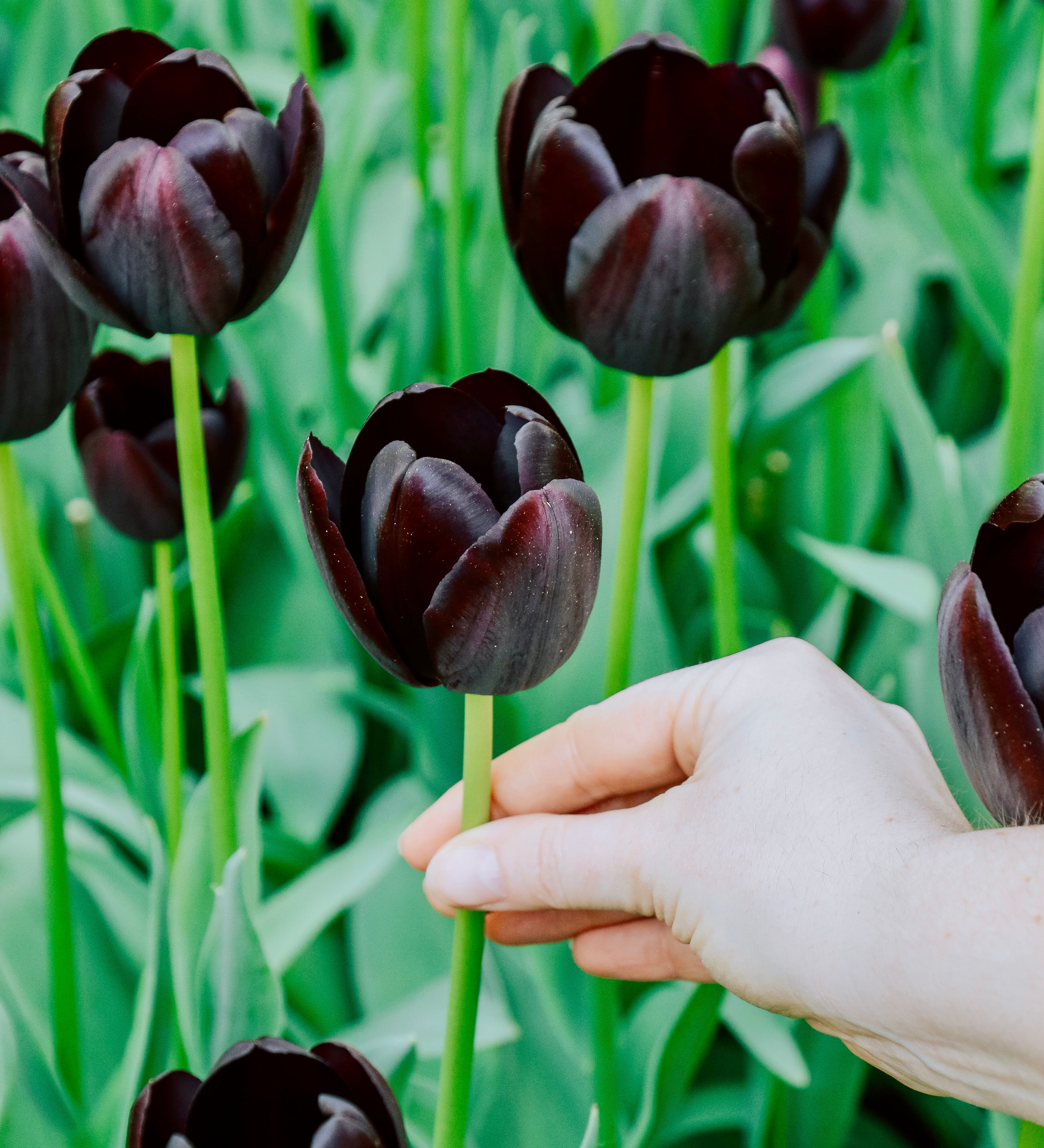 Tulp 'Queen of Night'-Angelo