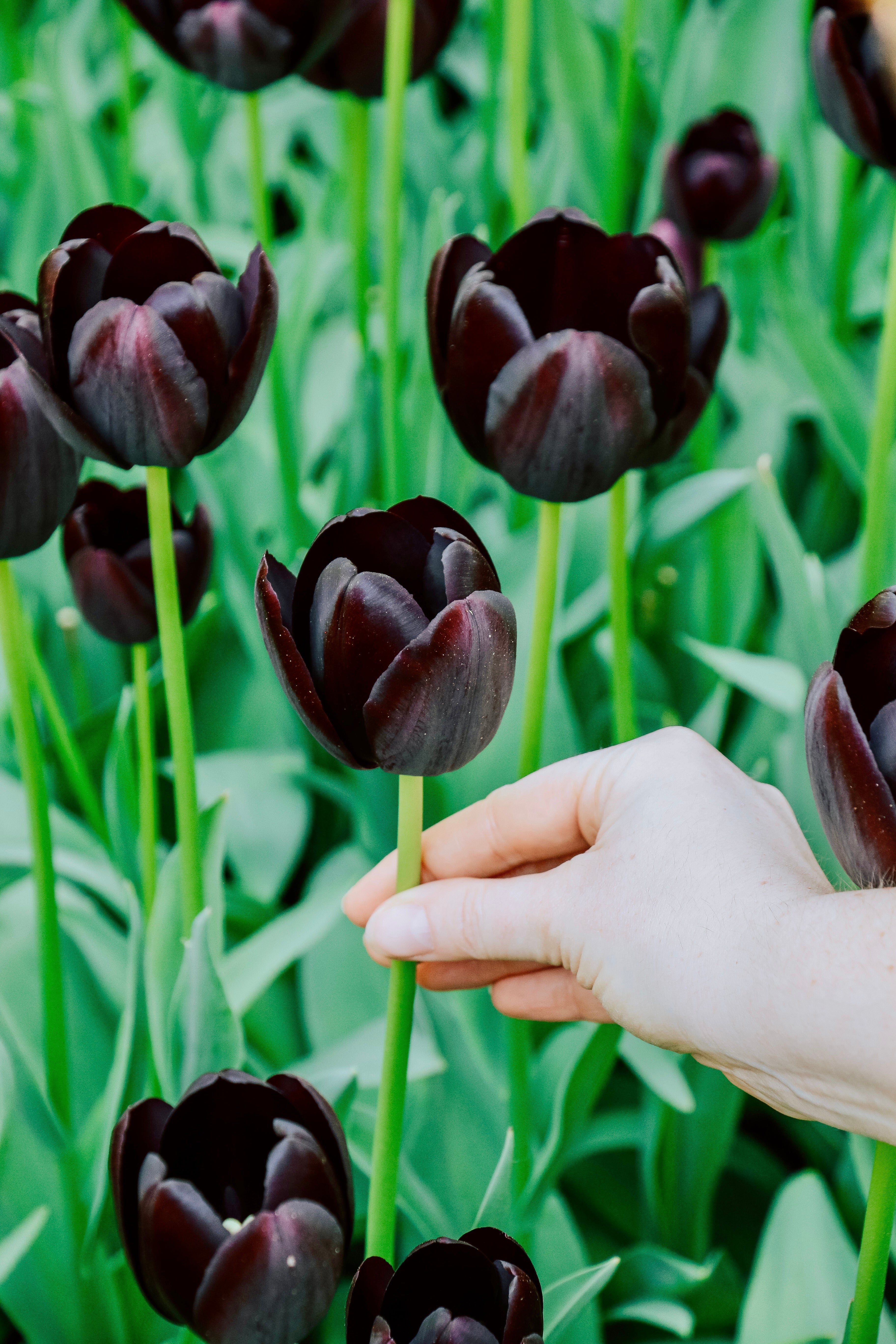 Tulp &