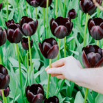Tulp 'Queen of Night'-Angelo