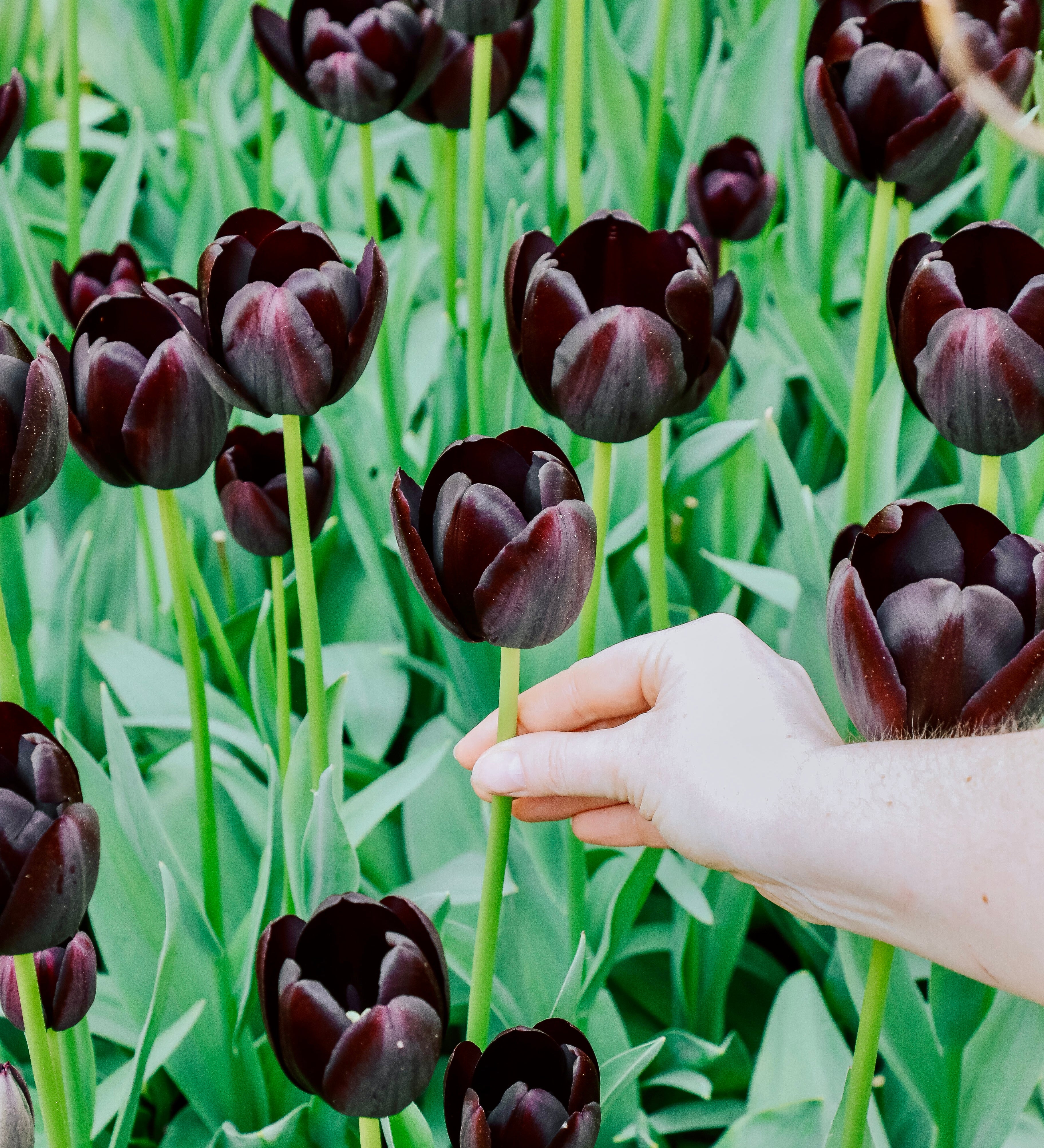 Tulp 'Queen of Night'-Angelo