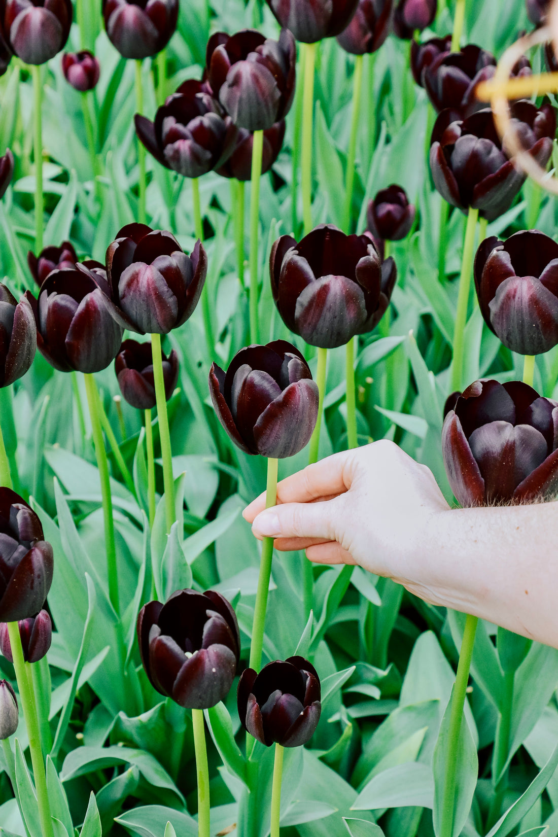 Tulp &