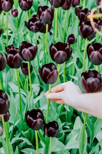 Tulp &