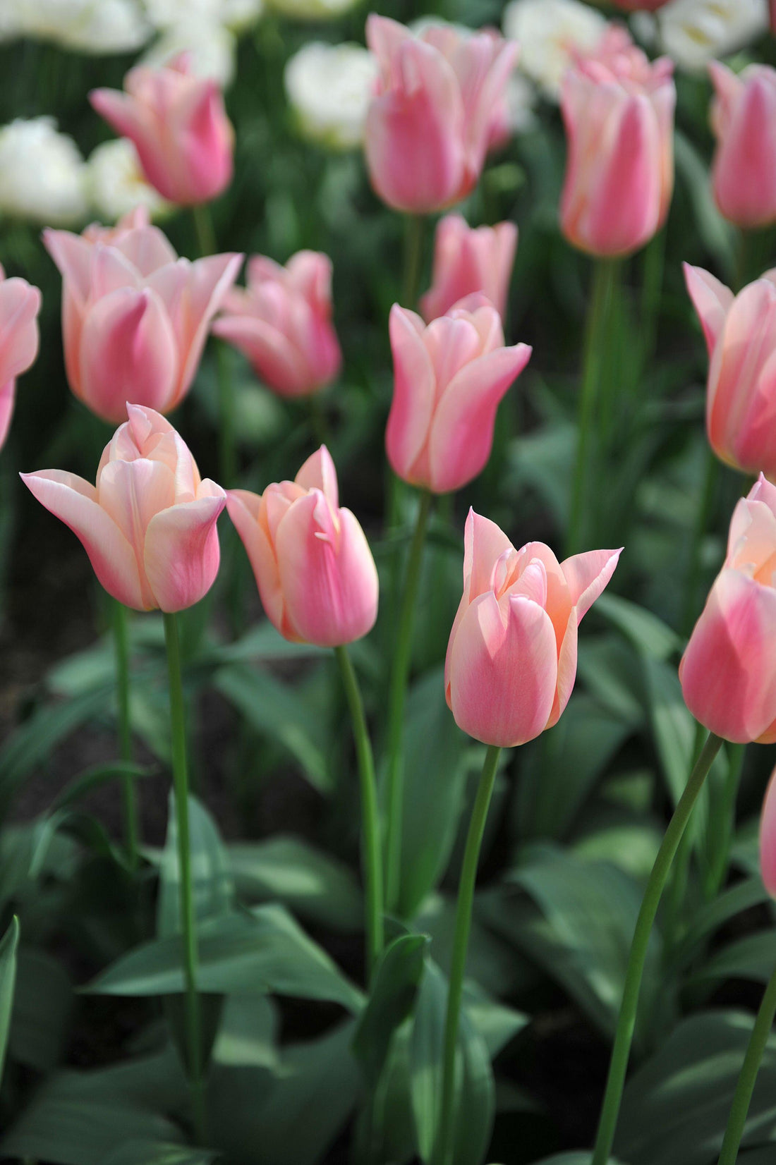 Tulp &