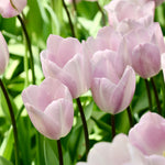 Tulp 'Silver Cloud'-Angelo