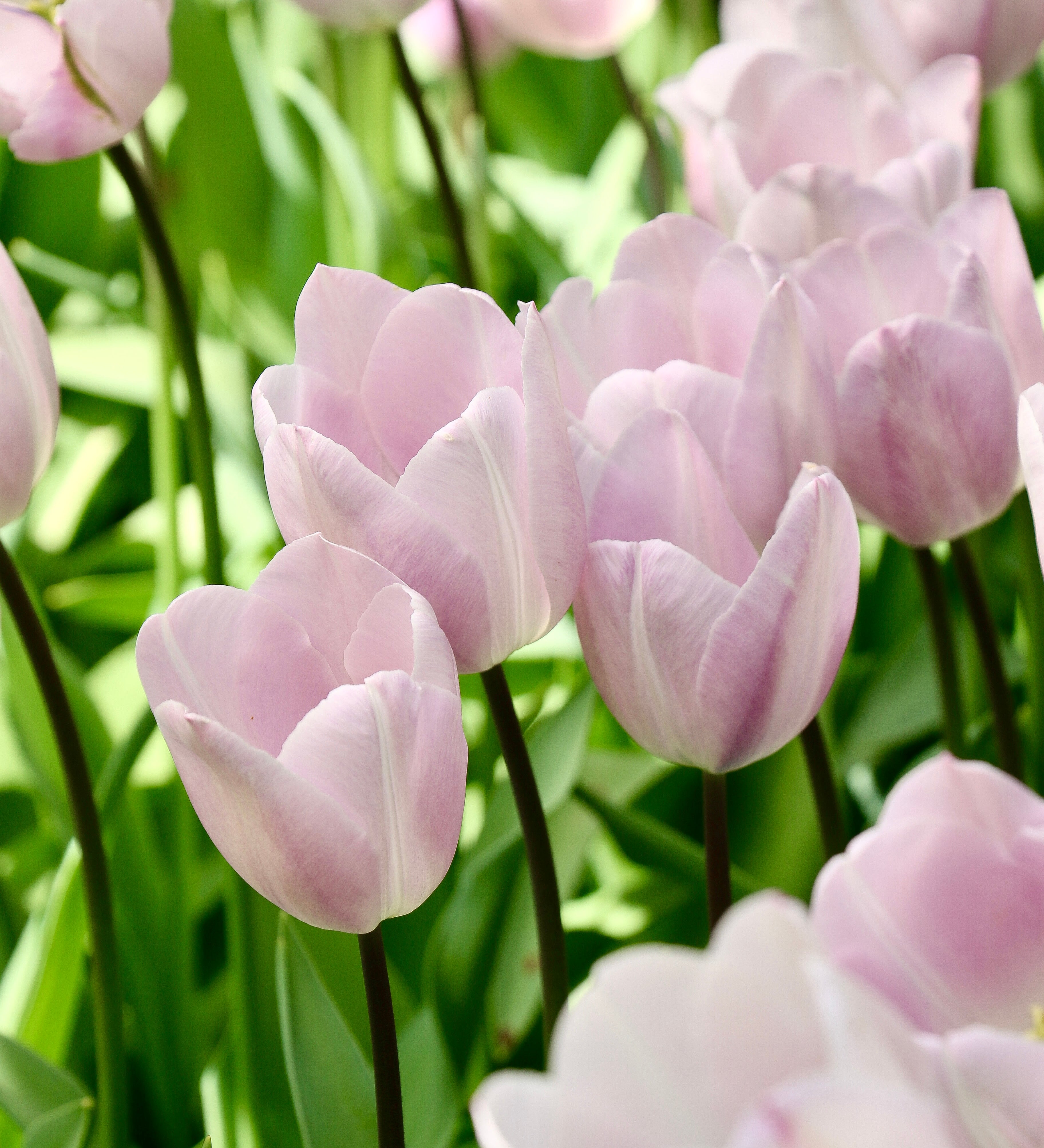 Tulp 'Silver Cloud'-Angelo