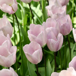 Tulp 'Silver Cloud'-Angelo