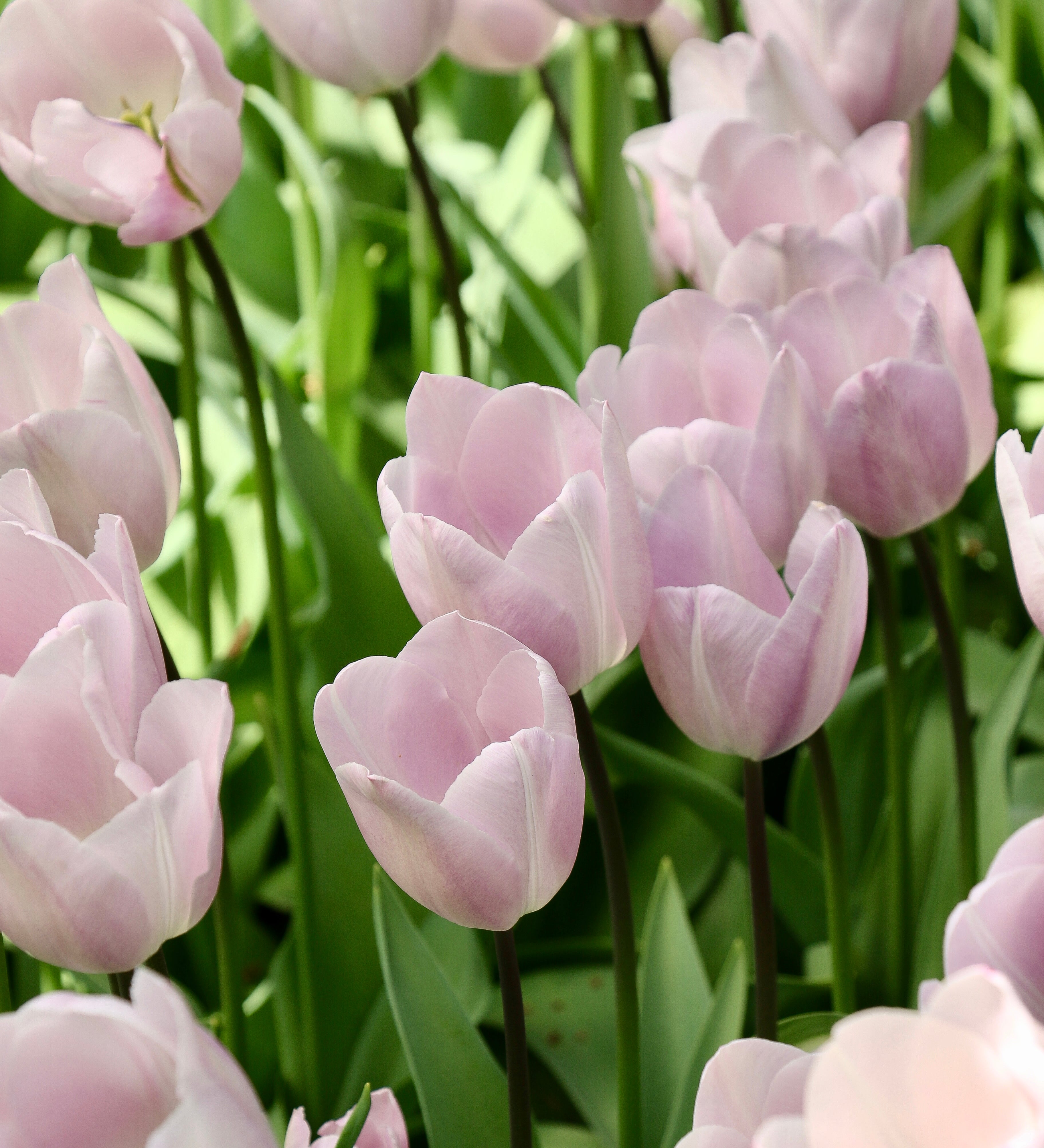 Tulp 'Silver Cloud'-Angelo