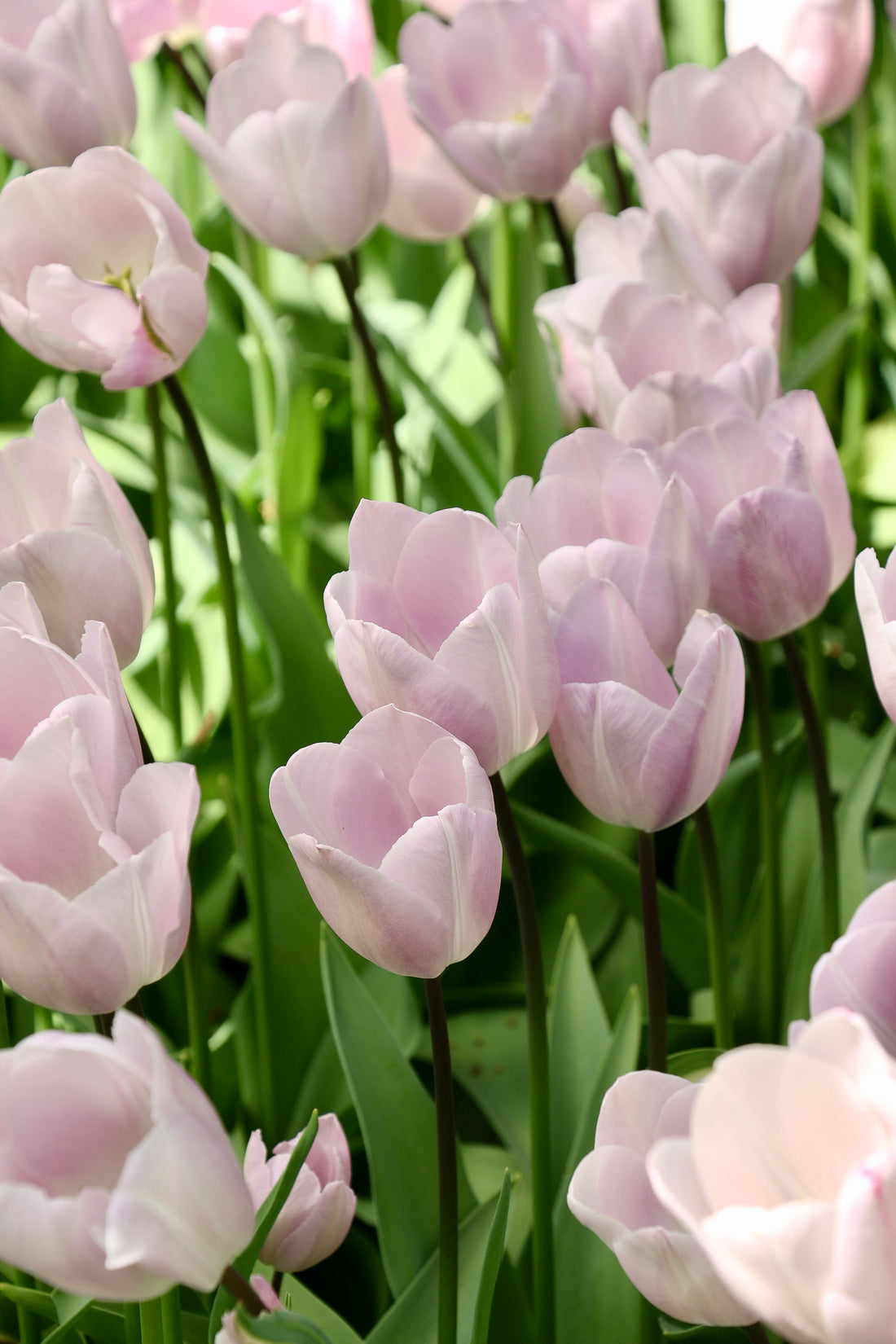 Tulp &