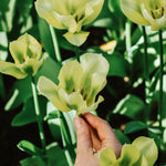 Tulp 'Spring Green'-Angelo