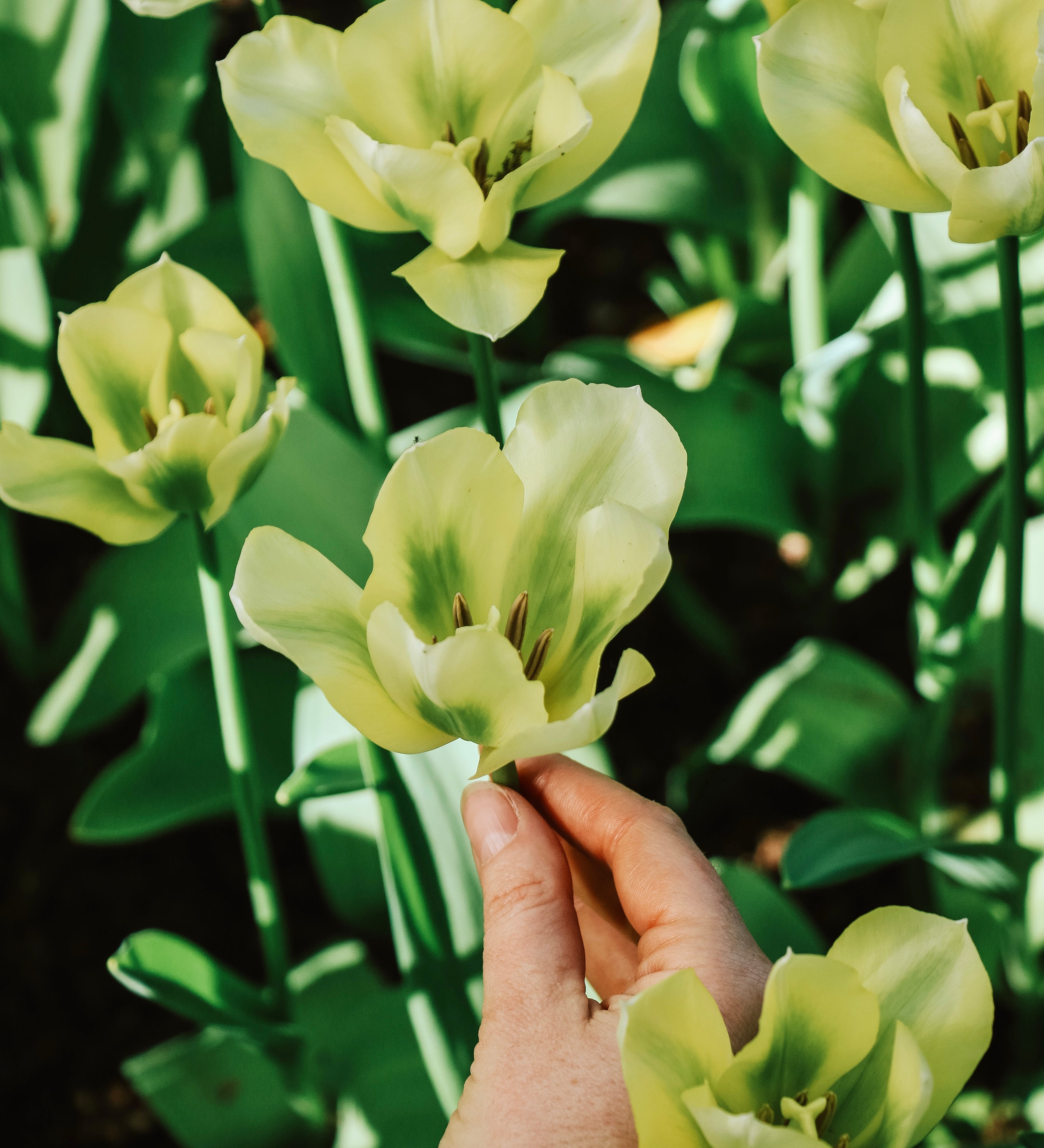 Tulp 'Spring Green'-Angelo