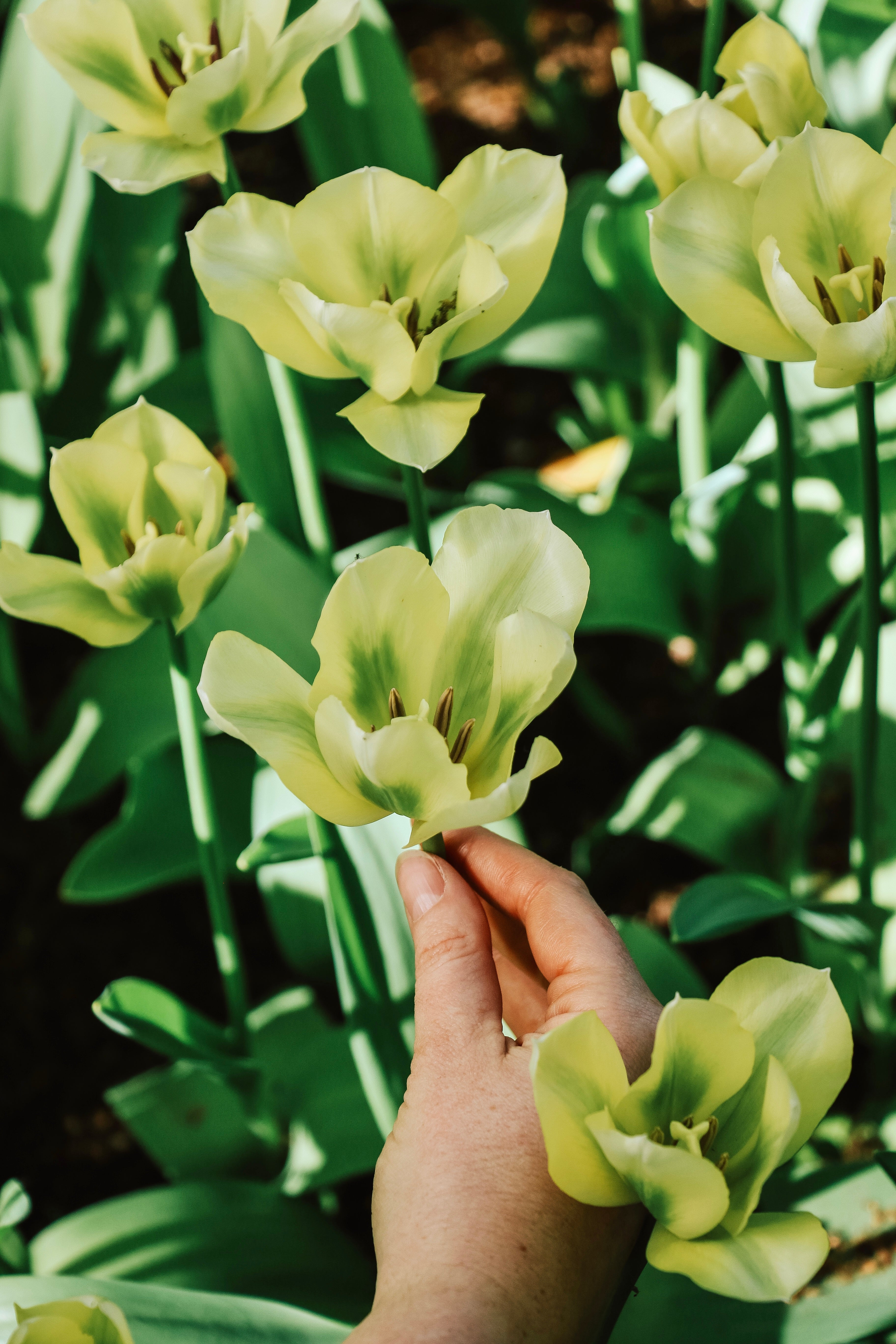 Tulp 'Spring Green'-Angelo