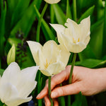 Tulp 'White Triumphator'-Angelo