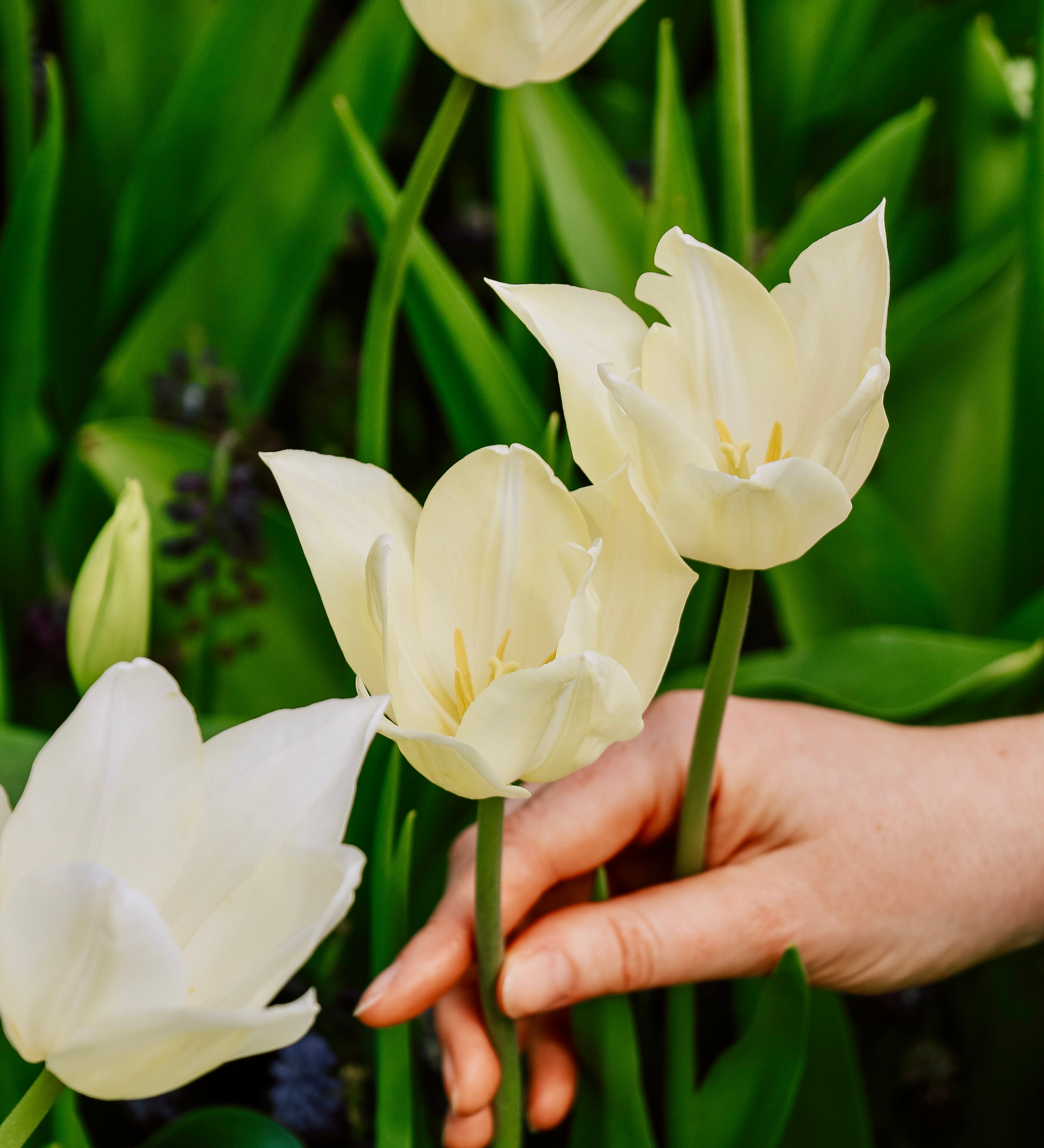 Tulp 'White Triumphator'-Angelo