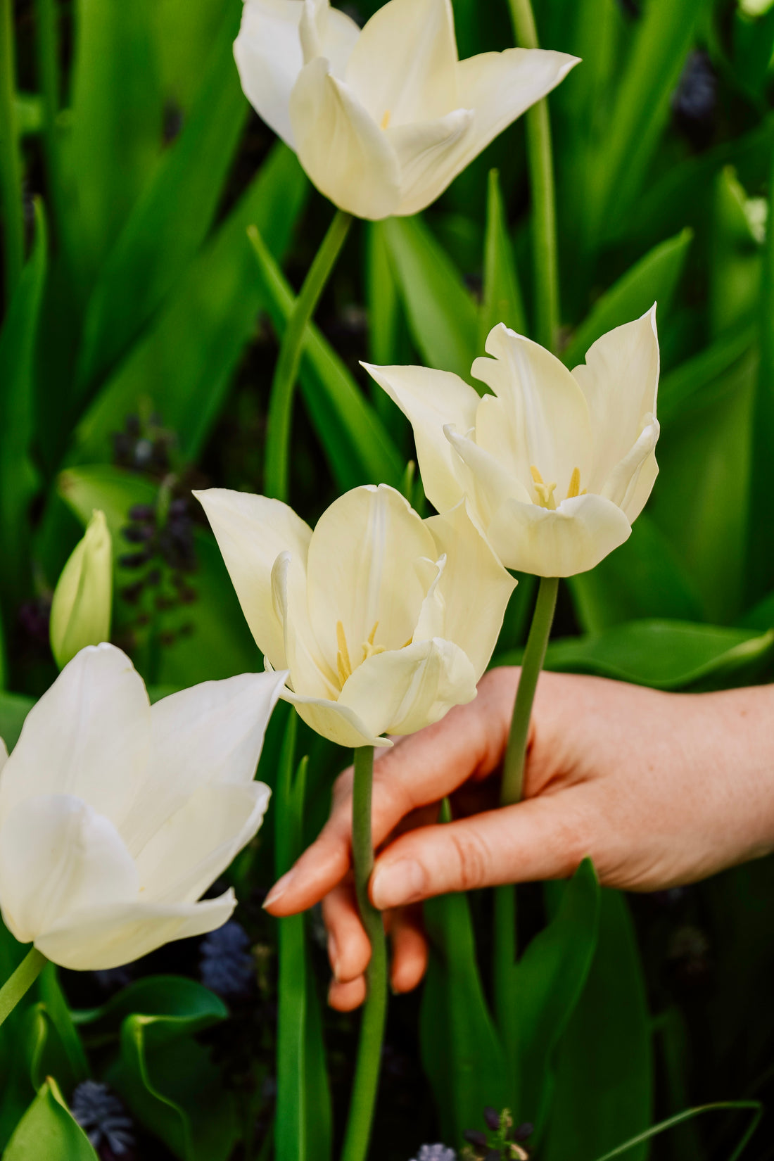 Tulp &