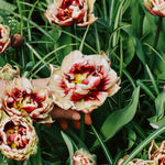 Tulp 'Wyndham'-Angelo
