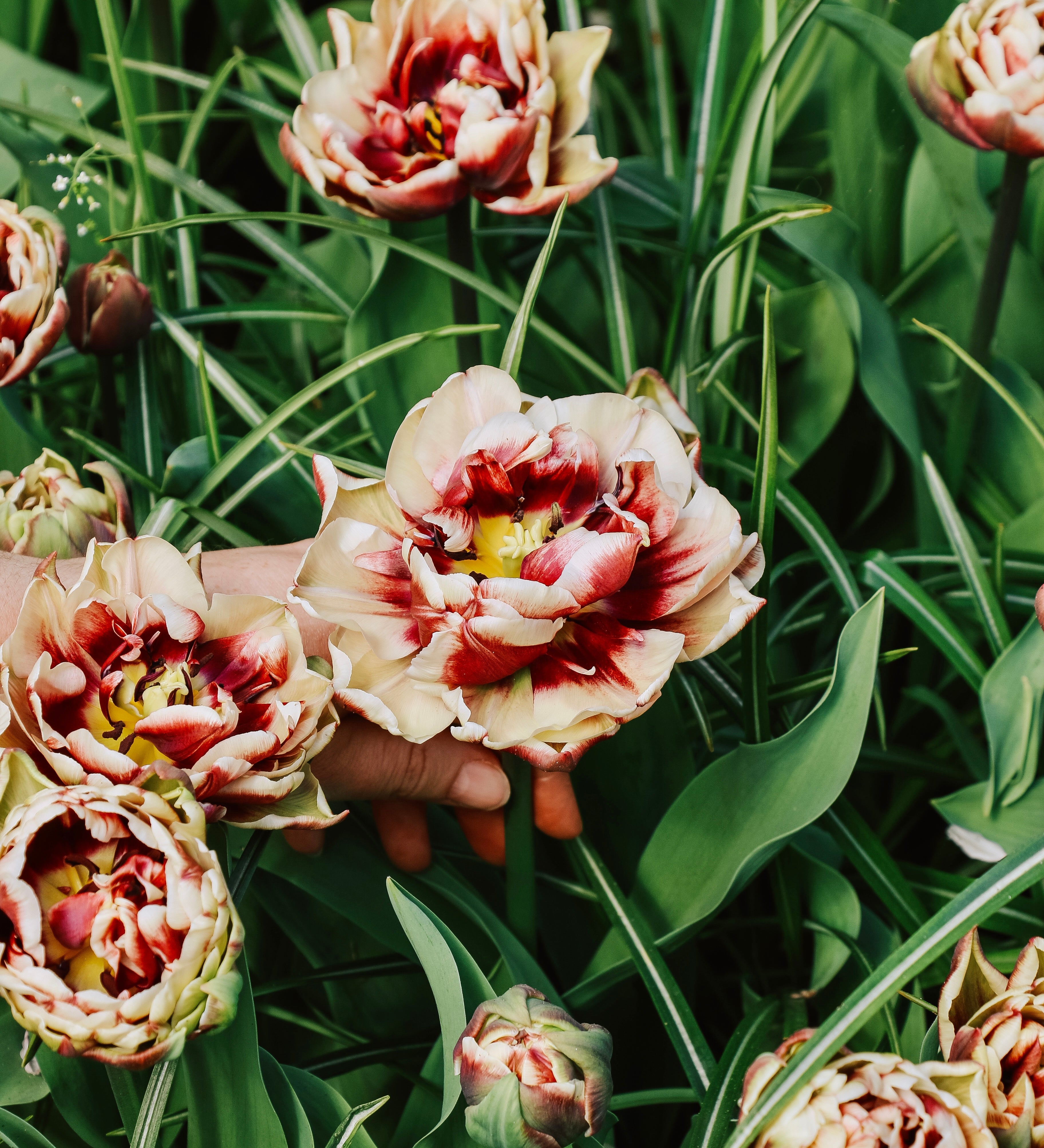Tulp 'Wyndham'-Angelo