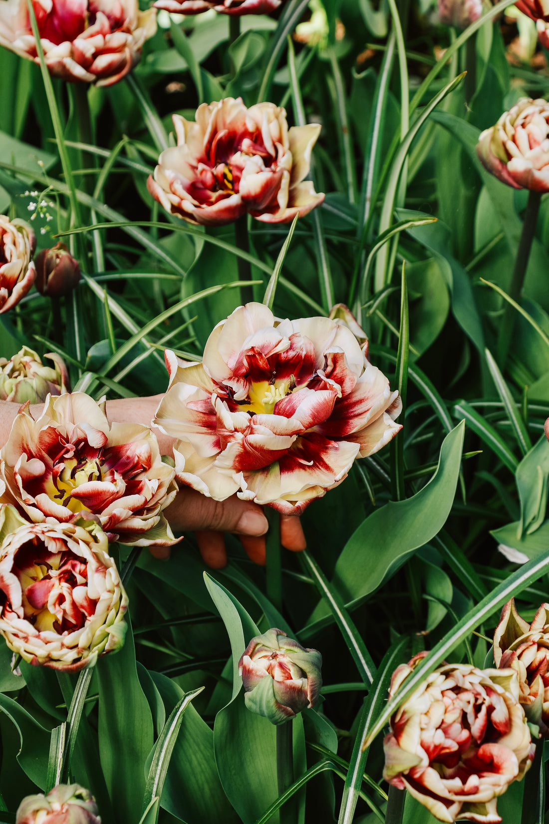 Tulp &