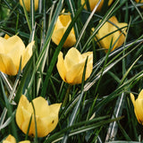 Tulpe 'Gelbes Juwel'