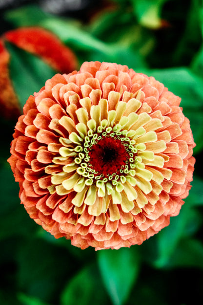 Zinnia elegans &