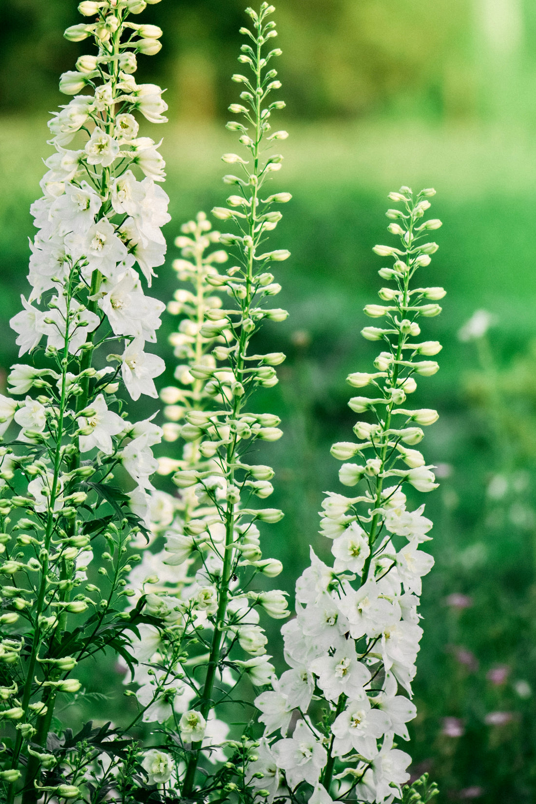 Delphinium consolida &