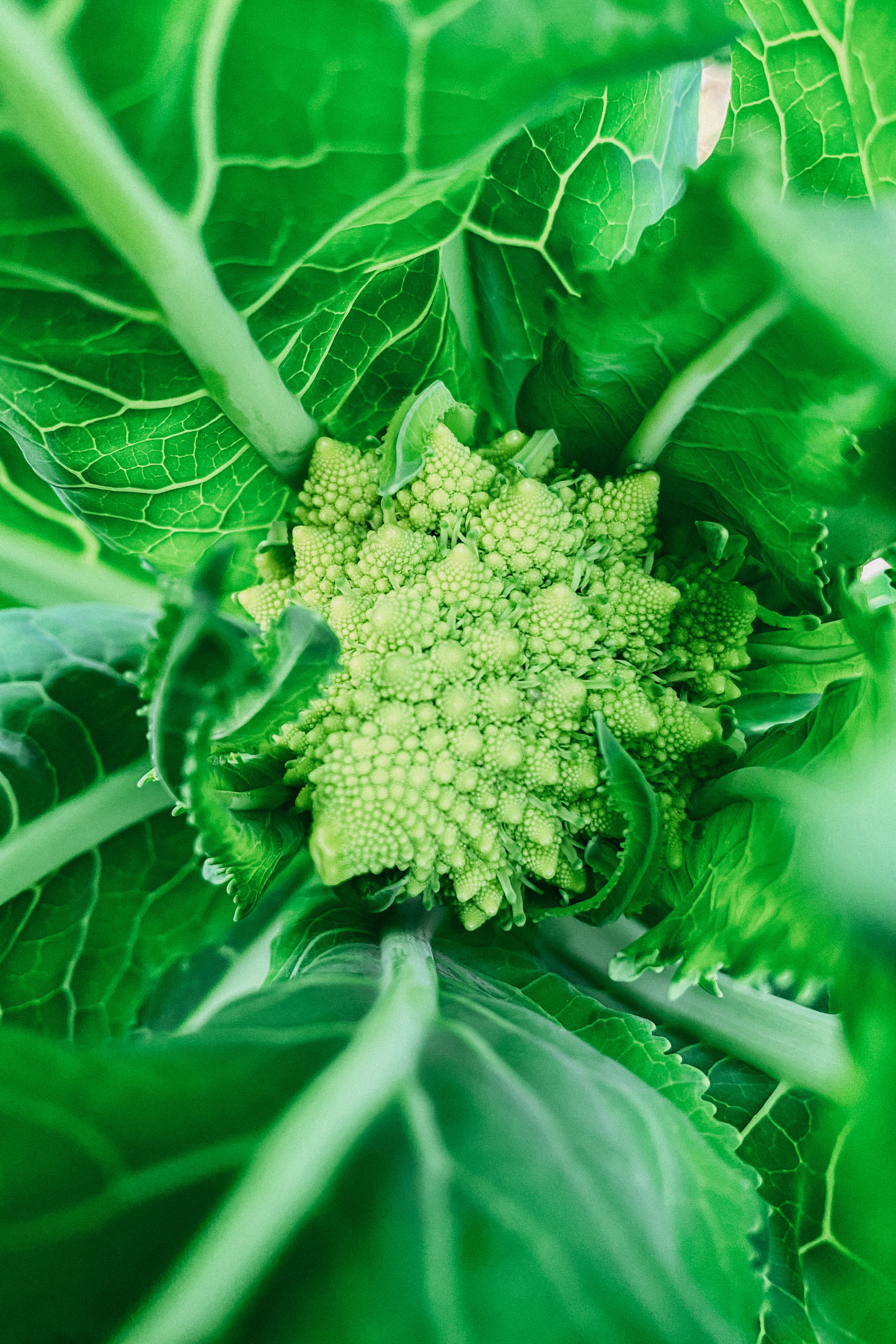 Romanesco &