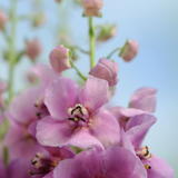 Verbascum 'Sugar Plum'