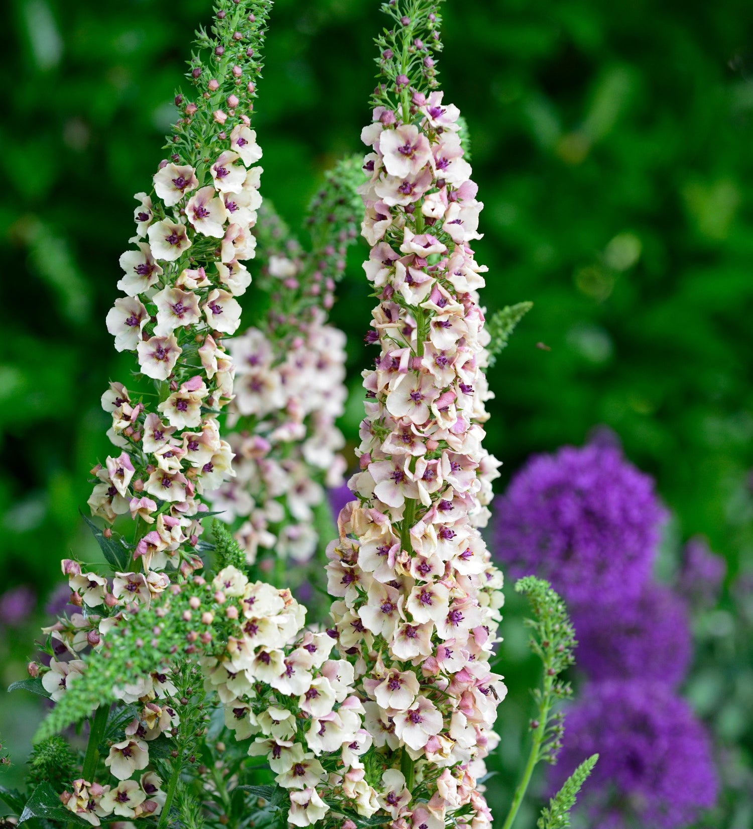 Verbascum chaixii 'Album'