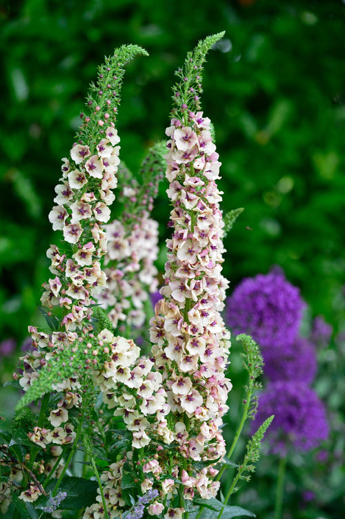 Verbascum chaixii 'Album'