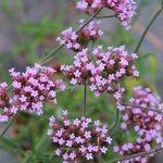 Verbena bonariensis 'Lollipop'