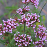 Verbena bonariensis 'Lollipop'