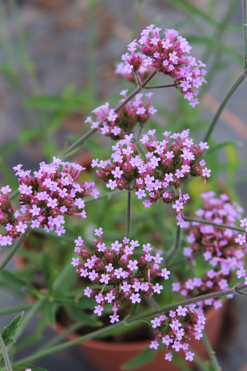 Verbena bonariensis 'Lollipop'