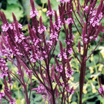 Verbena hastata 'Pink Spires'