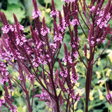 Verbena hastata 'Pink Spires'