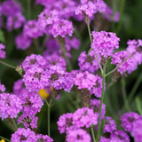 Verbena rigida